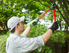 Garden_Cleaning