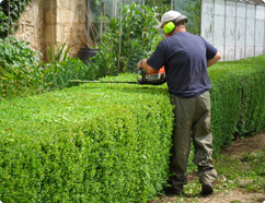 Hedge_Trimming