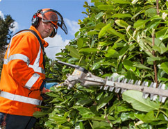 Hedge Trimming